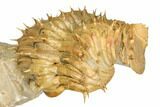 Enrolled Spiny Drotops Armatus Trilobite - Very Colorful #192504-4